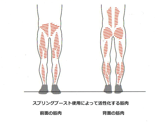 スプリングブースト着用によって活性化される筋肉